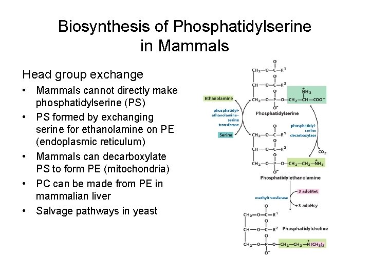 Biosynthesis of Phosphatidylserine in Mammals Head group exchange • Mammals cannot directly make phosphatidylserine