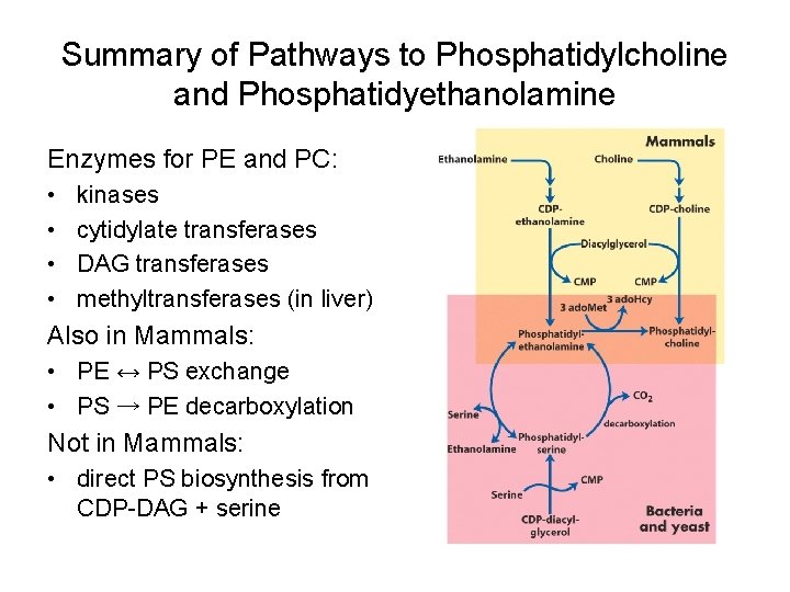 Summary of Pathways to Phosphatidylcholine and Phosphatidyethanolamine Enzymes for PE and PC: • •