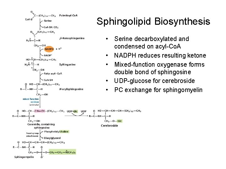 Sphingolipid Biosynthesis • Serine decarboxylated and condensed on acyl-Co. A • NADPH reduces resulting