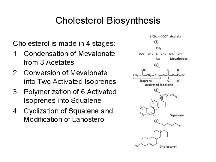 Cholesterol Biosynthesis Cholesterol is made in 4 stages: 1. Condensation of Mevalonate from 3