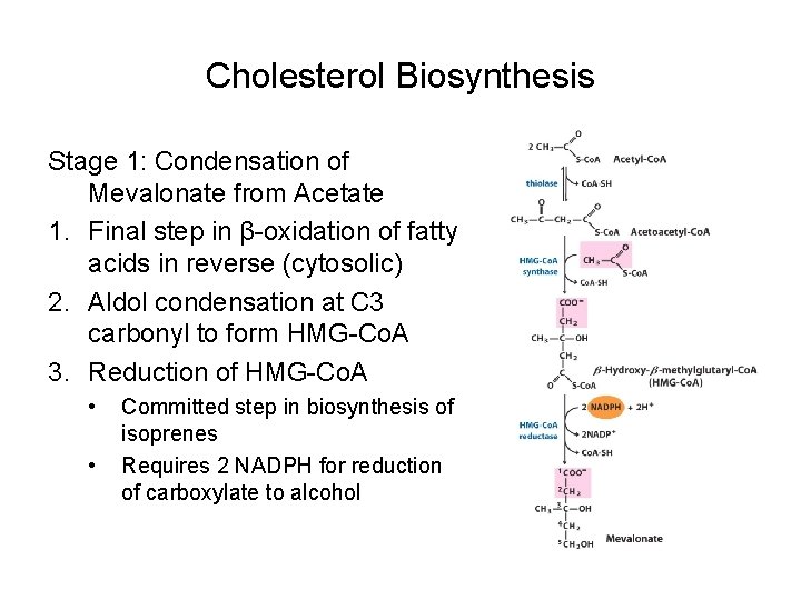 Cholesterol Biosynthesis Stage 1: Condensation of Mevalonate from Acetate 1. Final step in β-oxidation
