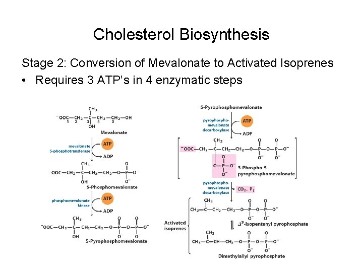 Cholesterol Biosynthesis Stage 2: Conversion of Mevalonate to Activated Isoprenes • Requires 3 ATP’s