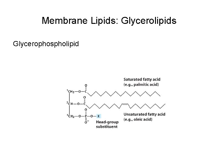 Membrane Lipids: Glycerolipids Glycerophospholipid 