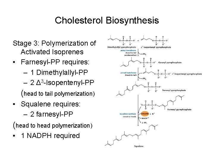 Cholesterol Biosynthesis Stage 3: Polymerization of Activated Isoprenes • Farnesyl-PP requires: – 1 Dimethylallyl-PP