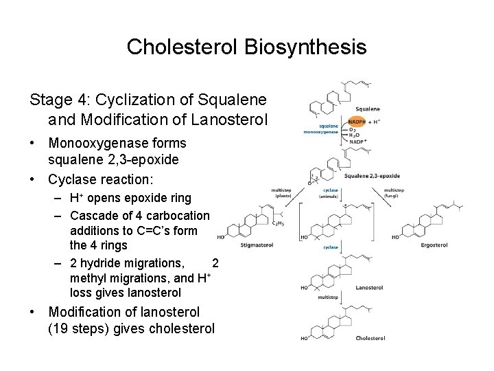 Cholesterol Biosynthesis Stage 4: Cyclization of Squalene and Modification of Lanosterol • Monooxygenase forms
