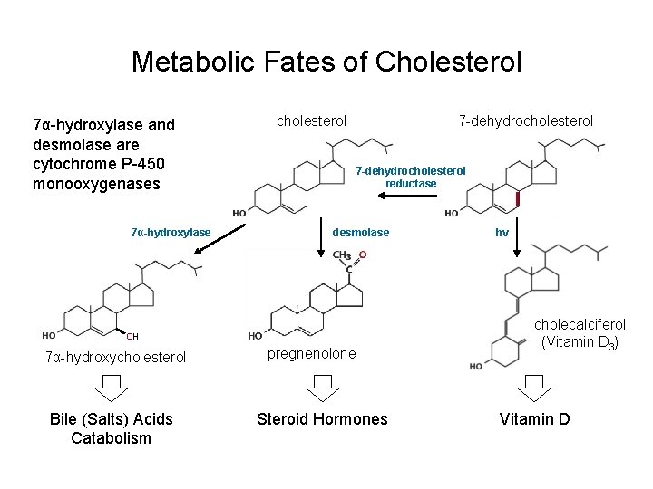 Metabolic Fates of Cholesterol 7α-hydroxylase and desmolase are cytochrome P-450 monooxygenases 7α-hydroxylase cholesterol 7