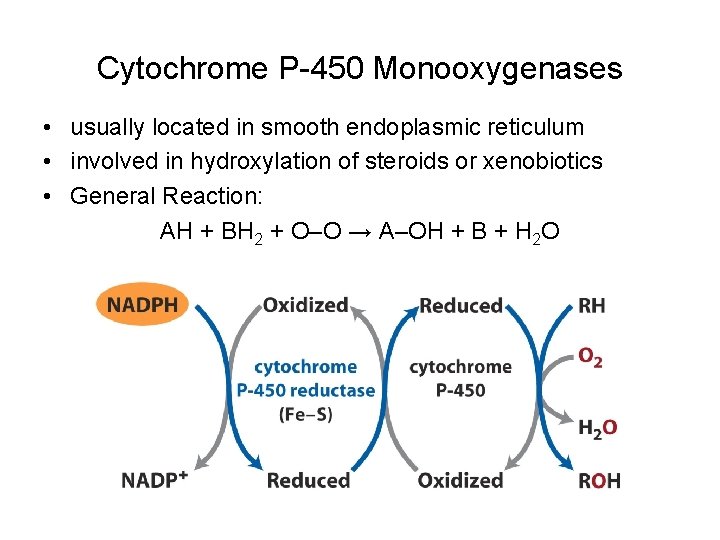Cytochrome P-450 Monooxygenases • usually located in smooth endoplasmic reticulum • involved in hydroxylation