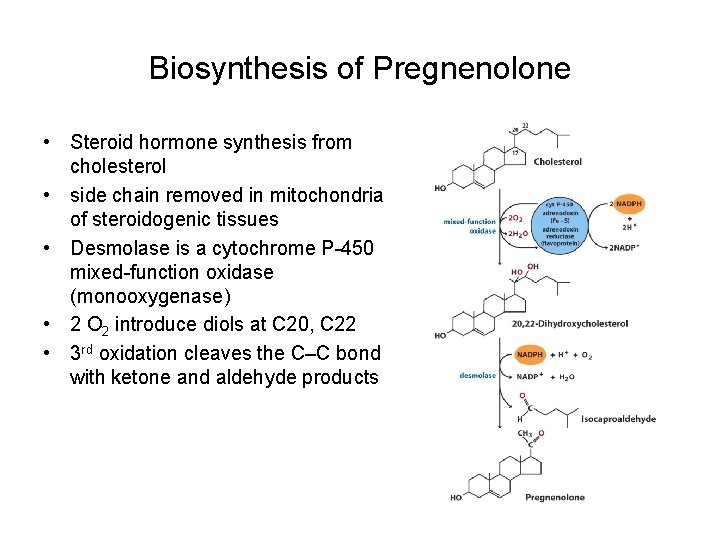 Biosynthesis of Pregnenolone • Steroid hormone synthesis from cholesterol • side chain removed in