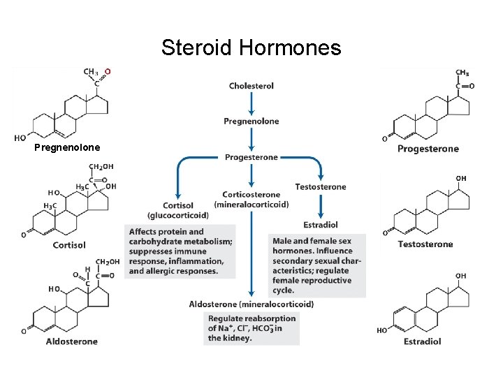 Steroid Hormones Pregnenolone 