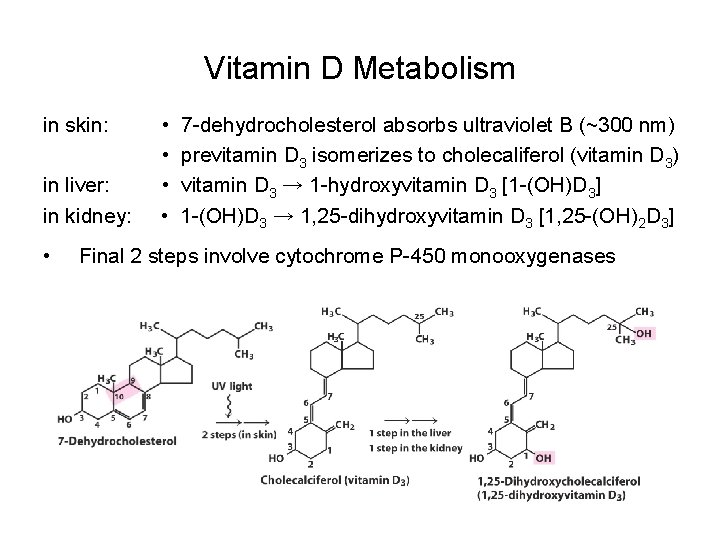 Vitamin D Metabolism in skin: in liver: in kidney: • • • 7 -dehydrocholesterol