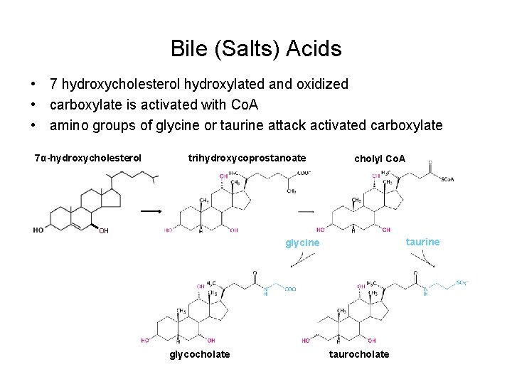 Bile (Salts) Acids • 7 hydroxycholesterol hydroxylated and oxidized • carboxylate is activated with