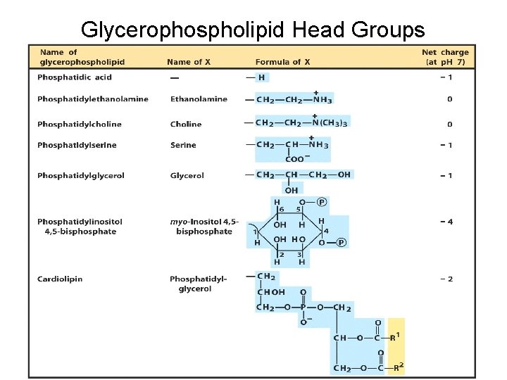 Glycerophospholipid Head Groups 