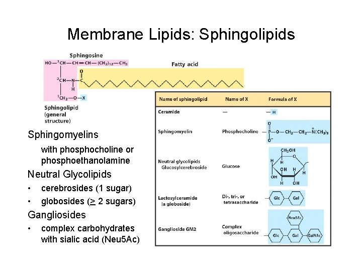 Membrane Lipids: Sphingolipids Sphingomyelins with phosphocholine or phosphoethanolamine Neutral Glycolipids • • cerebrosides (1