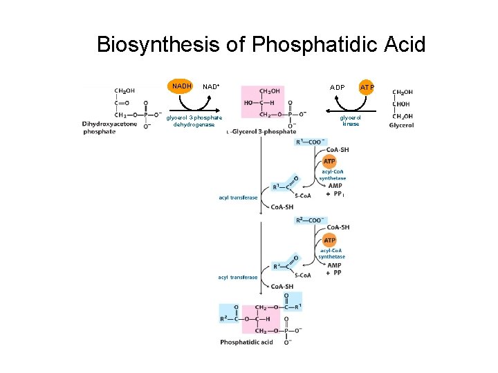 Biosynthesis of Phosphatidic Acid NADH NAD+ glycerol 3 -phosphate dehydrogenase ADP ATP glycerol kinase