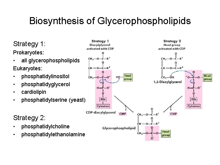 Biosynthesis of Glycerophospholipids Strategy 1: Prokaryotes: • all glycerophospholipids Eukaryotes: • phosphatidylinositol • phosphatidyglycerol