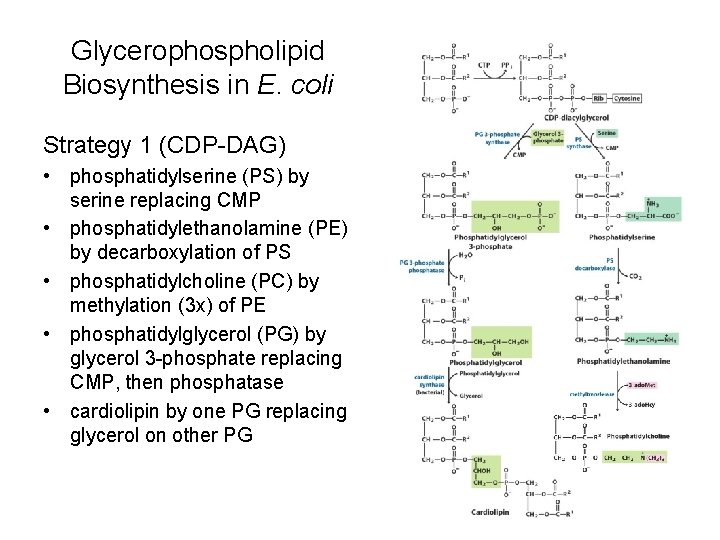 Glycerophospholipid Biosynthesis in E. coli Strategy 1 (CDP-DAG) • phosphatidylserine (PS) by serine replacing