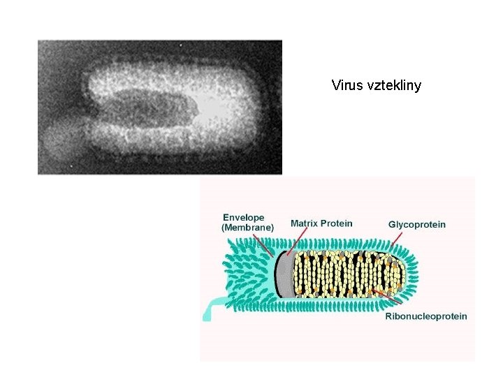 Virus vztekliny 