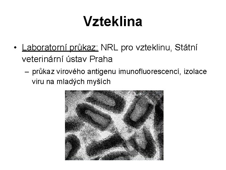 Vzteklina • Laboratorní průkaz: NRL pro vzteklinu, Státní veterinární ústav Praha – průkaz virového