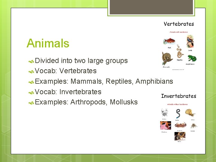 Classifying Living Things Lauren Buck Harcourt Science Life