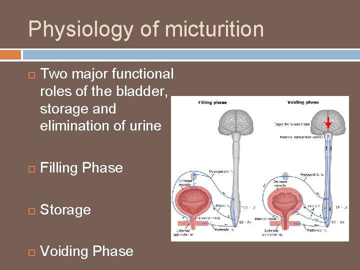 Physiology of micturition Two major functional roles of the bladder, storage and elimination of