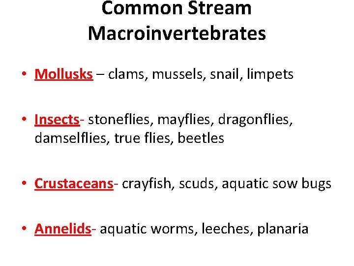 Common Stream Macroinvertebrates • Mollusks – clams, mussels, snail, limpets • Insects‐ stoneflies, mayflies,