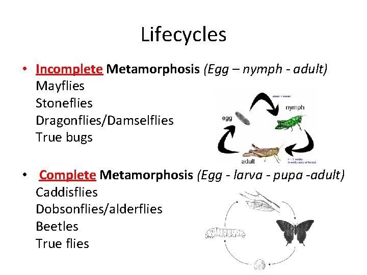 Lifecycles • Incomplete Metamorphosis (Egg – nymph - adult) Mayflies Stoneflies Dragonflies/Damselflies True bugs