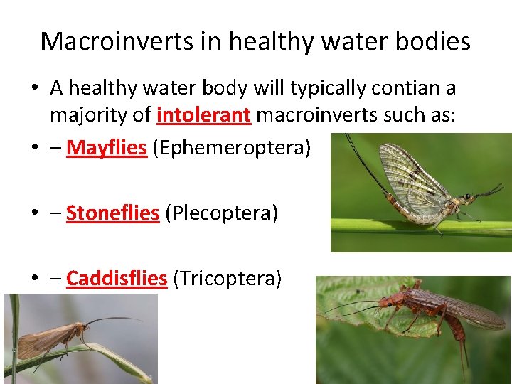 Macroinverts in healthy water bodies • A healthy water body will typically contian a