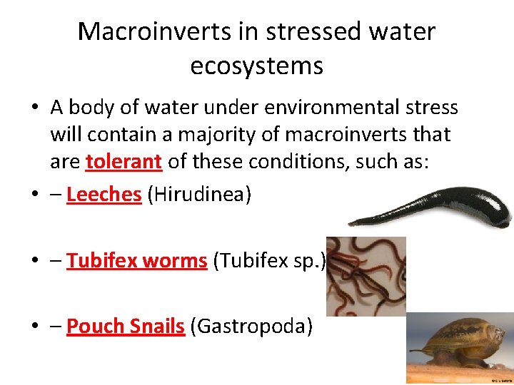 Macroinverts in stressed water ecosystems • A body of water under environmental stress will