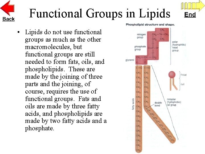 Functional Groups in Lipids • Lipids do not use functional groups as much as