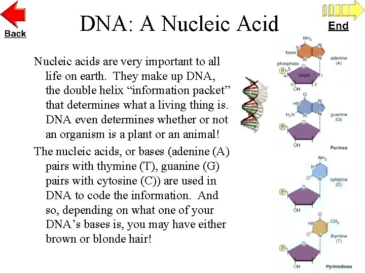 DNA: A Nucleic Acid Nucleic acids are very important to all life on earth.