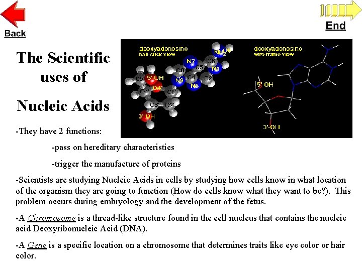 The Scientific uses of Nucleic Acids -They have 2 functions: -pass on hereditary characteristics
