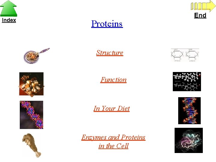 Proteins Structure Function In Your Diet Enzymes and Proteins in the Cell 