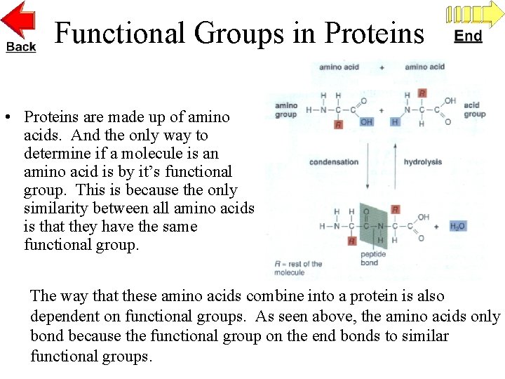 Functional Groups in Proteins • Proteins are made up of amino acids. And the