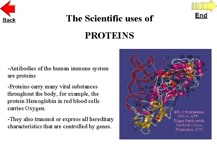 The Scientific uses of PROTEINS -Antibodies of the human immune system are proteins -Proteins