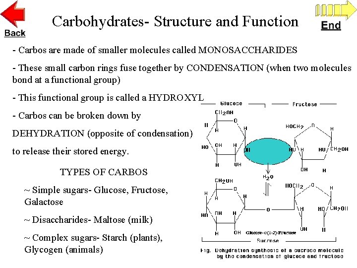 Carbohydrates- Structure and Function - Carbos are made of smaller molecules called MONOSACCHARIDES -