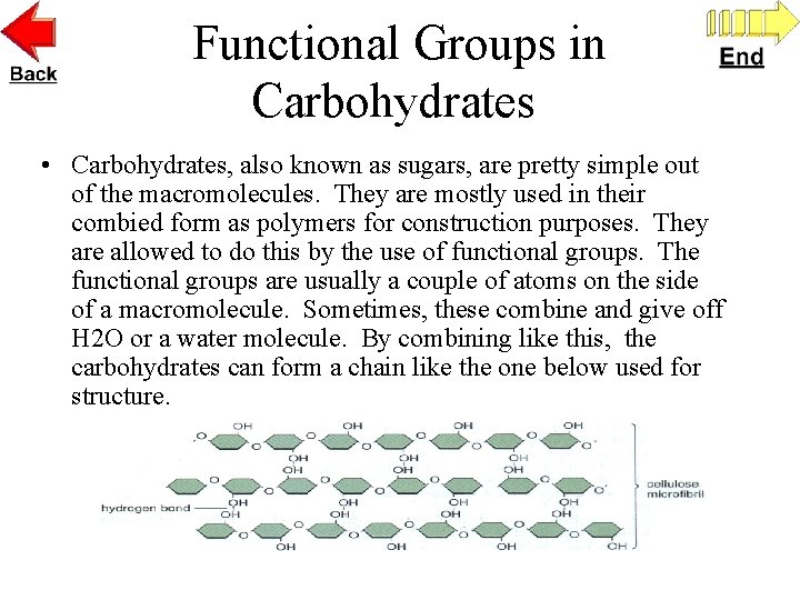 Functional Groups in Carbohydrates • Carbohydrates, also known as sugars, are pretty simple out