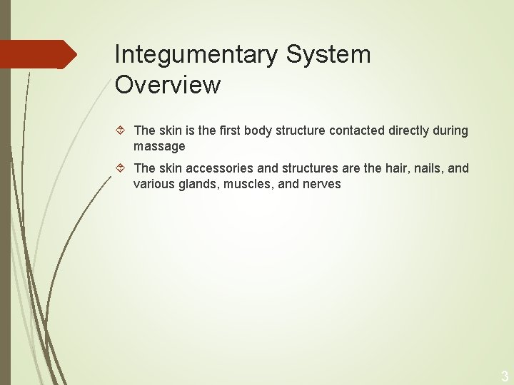 Integumentary System Overview The skin is the first body structure contacted directly during massage
