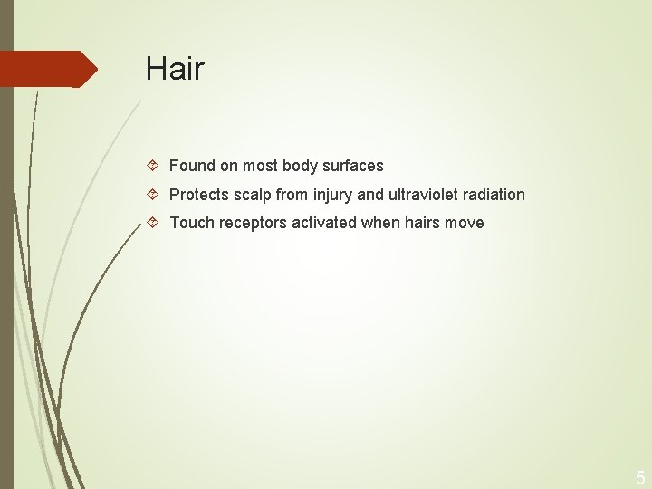 Hair Found on most body surfaces Protects scalp from injury and ultraviolet radiation Touch
