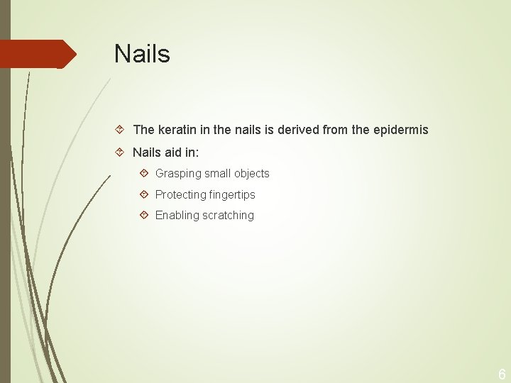 Nails The keratin in the nails is derived from the epidermis Nails aid in: