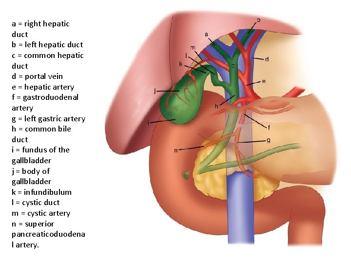 a = right hepatic duct b = left hepatic duct c = common hepatic