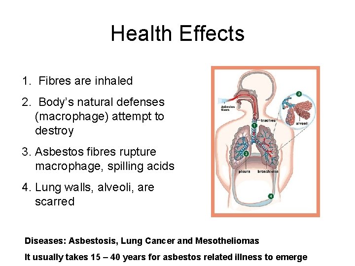 Health Effects 1. Fibres are inhaled 2. Body’s natural defenses (macrophage) attempt to destroy