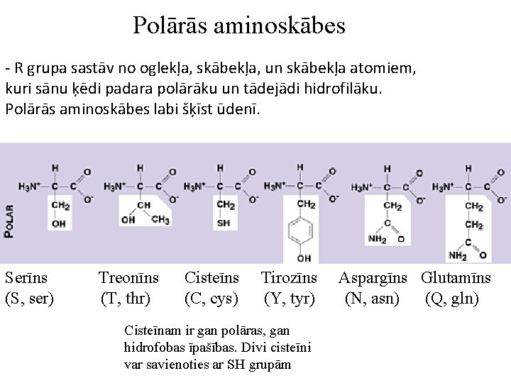 Polārās aminoskābes - R grupa sastāv no oglekļa, skābekļa, un skābekļa atomiem, kuri sānu