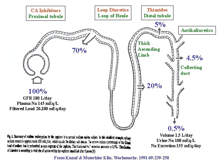 Loop Diuretics Loop of Henle CA Inhibitors Proximal tubule Thiazides Distal tubule 5% 70%