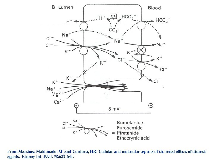 From Martinez-Maldonado, M, and Cordova, HR: Cellular and molecular aspects of the renal effects