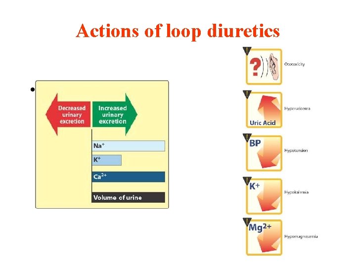 Actions of loop diuretics • 