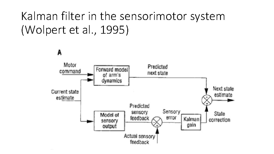 Kalman filter in the sensorimotor system (Wolpert et al. , 1995) 