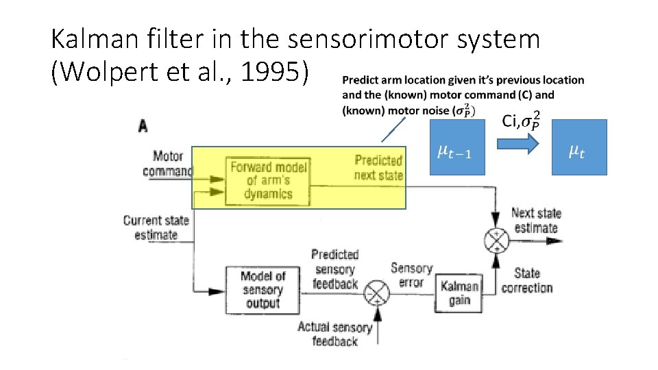 Kalman filter in the sensorimotor system (Wolpert et al. , 1995) 