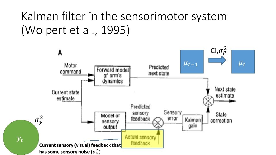 Kalman filter in the sensorimotor system (Wolpert et al. , 1995) 