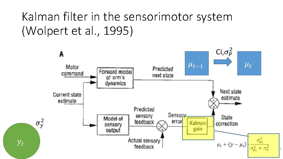 Kalman filter in the sensorimotor system (Wolpert et al. , 1995) 