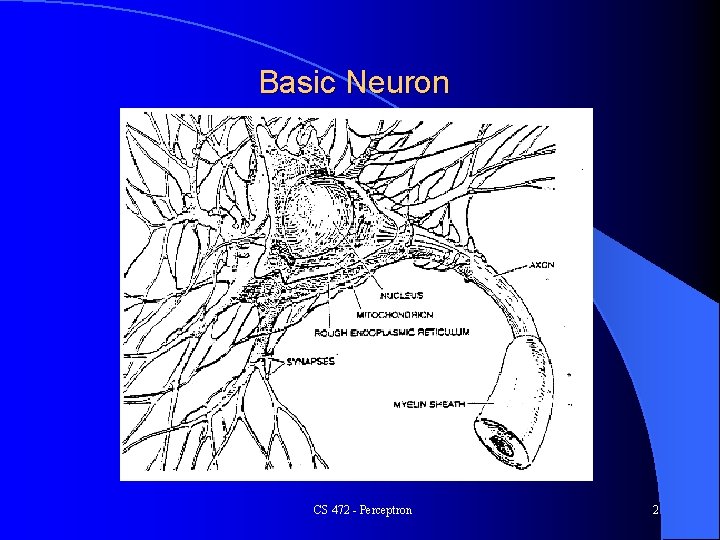 Basic Neuron CS 472 - Perceptron 2 
